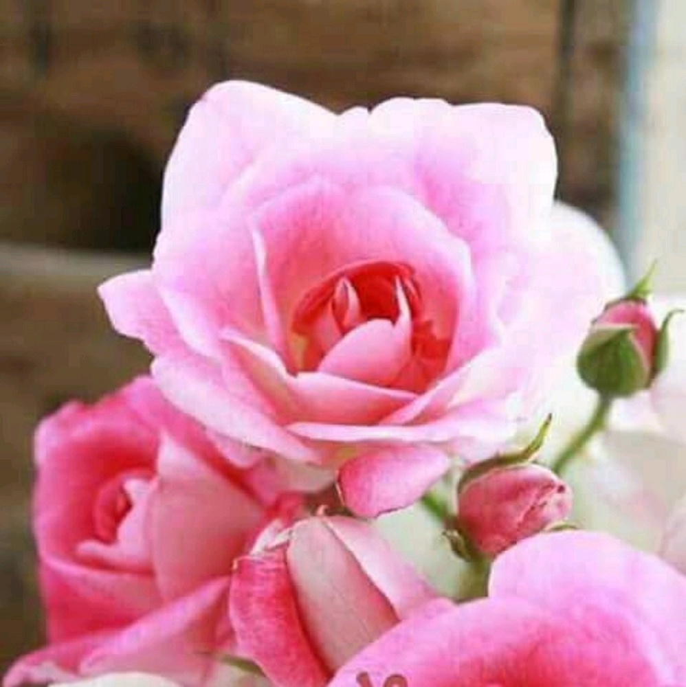 Meet your Posher, Lupita